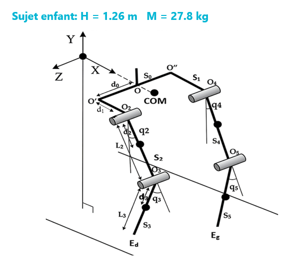 Modèle cinématique multicorps de l'exosquelette