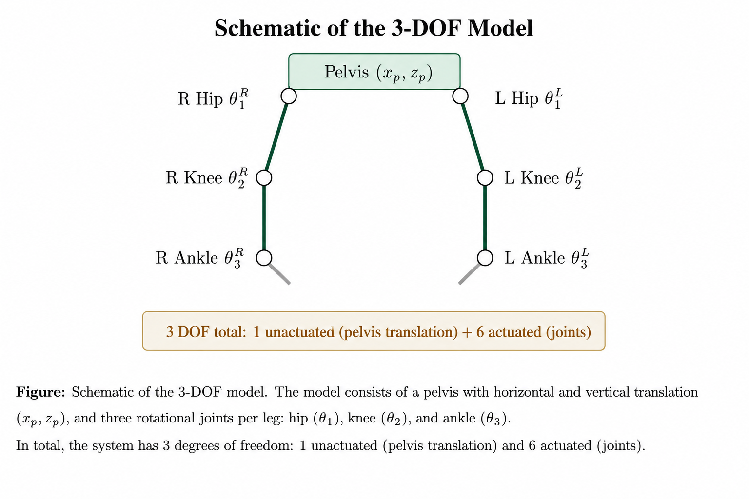 Schéma du modèle biomécanique à 8 DDL